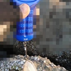 エギング釣行 その38